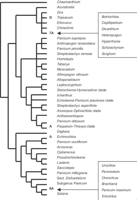 The Phylogenetic Distribution Of Genera With Aposporous A And