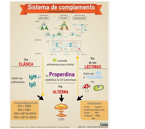 Sistema Complemento Mapa Mental Ologia