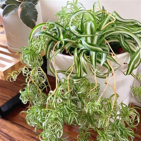 Curly Spider Plant Bonnie Starter Plant All Starter Plants Etsy