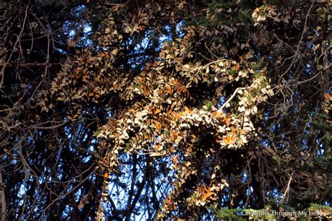 Monarch Butterfly Grove: See 30,000 Butterflies in Pismo Beach - California Through My Lens