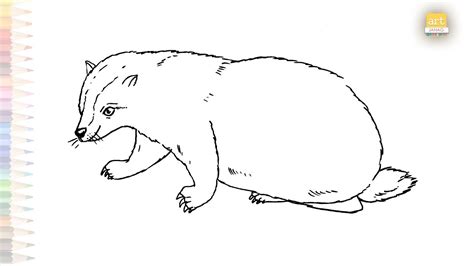 Badger Drawing Video Badger Outline Sketch How To Draw Badger Step