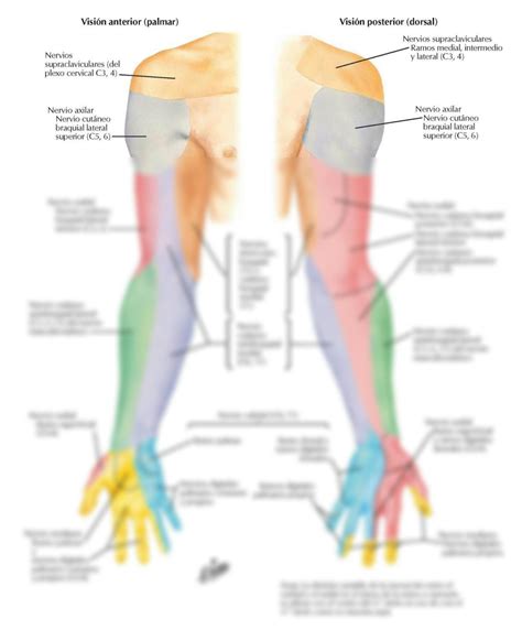 Solution Inervacion Sensitiva Del Miembro Superior Netter Studypool