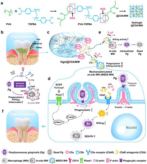 Injectable Smart Stimuli Responsive Hydrogels Pioneering Advancements