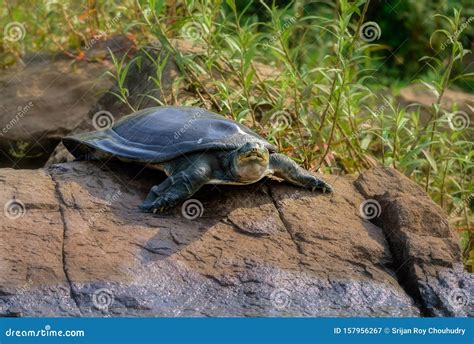 Indian Softshell Turtle Aka Gangetic Softshell Turtle Nilssonia