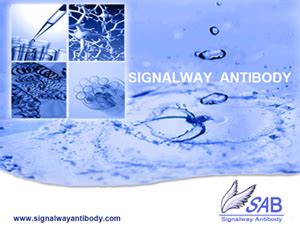 磷酸化抗体品牌Signalway Antibody SAB 与中国一级代理 日本和光纯药WAKO