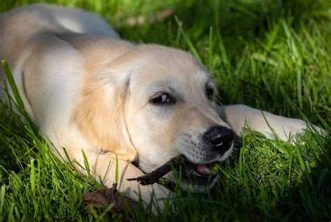 Dexter o novo membro da família um cachorro de golden retriever