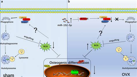 A Schematic Diagram Showing That MiR 152 5p Suppresses Osteogenic