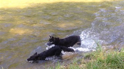 Problemhund Aika Am Baden Mit Amy YouTube