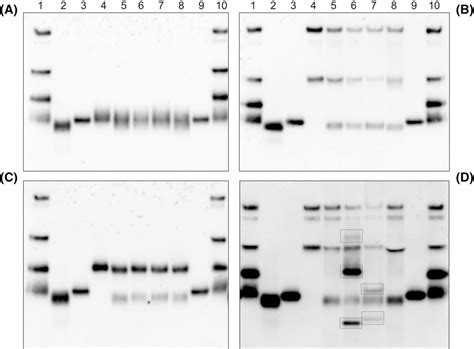 Figure 1 From Immunomagnetic Beads Based Isolation Of Erythropoietins