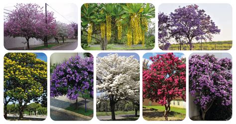 Rvores Flores Para Plantar Na Cal Ada Ibf