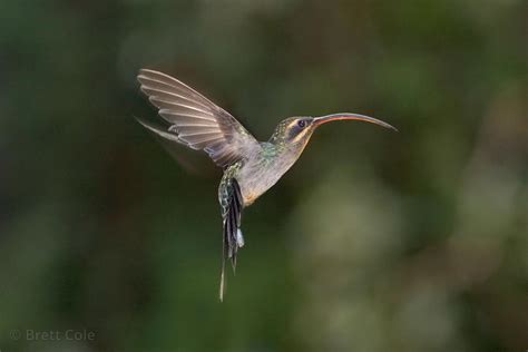 Brett Cole Photography Female Green Hermit Hummingbird Phaethornis