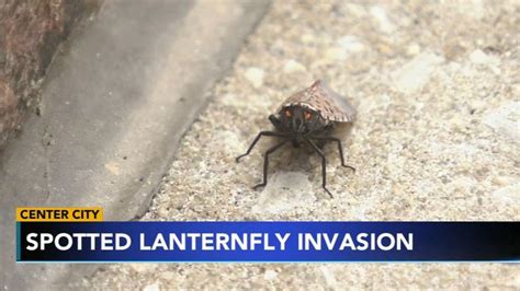 Spotted Lanternflies Are Making A Pest Of Themselves In Center City