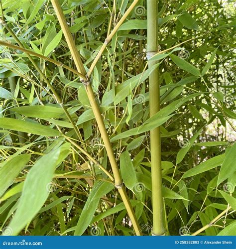 Bamboo Latin BambÃºsa Is A Genus Of Perennial Evergreen Plants Of The