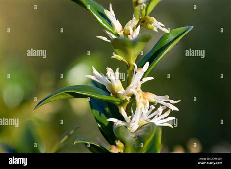 Sarcococca Confusa Buxaceae Hi Res Stock Photography And Images Alamy