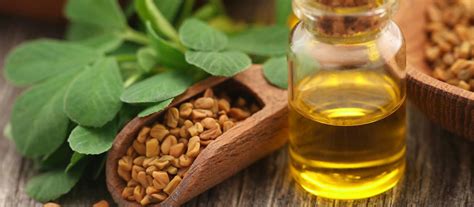 Fenugreek Oil A Miracle Oil For The Face Body And Hair