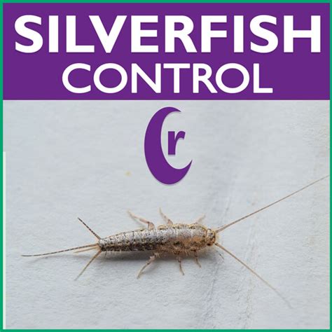 Controlling Silverfish Using Insect Baits Rockwell Labs Ltd