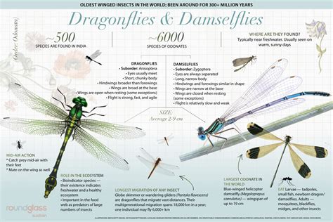 Dragonflies And Damselflies Whats The Difference Roundglass Sustain