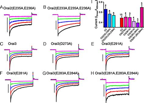 Molecular Determinants Of Fast Ca2 Dependent Inactivation And Gating