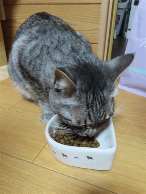 毎日吐く猫がグレインフリーフードを食べたら・・ 動物病院と果樹栽培と