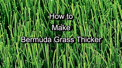 How To Make Bermuda Grass Thicker Greener Fuller