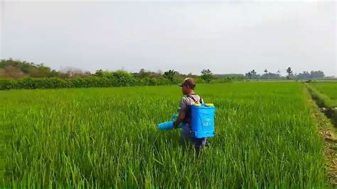 Struktur Pdrb Jember Terkuat Di Sektor Pertanian Namun Laju