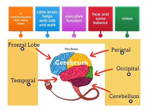 Parts Of Brain Labelled Diagram