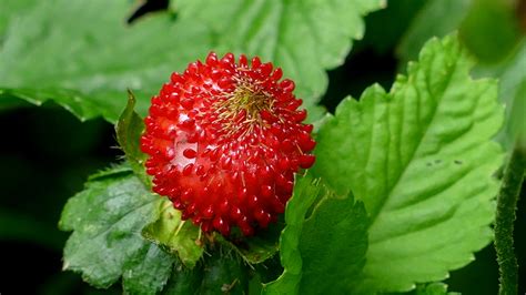 Fotos Gratis Naturaleza Baya Dulce Flor Comida Verde Rojo