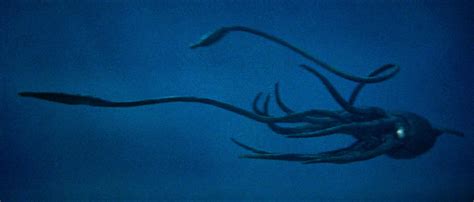 Giant Squid Wallpapers - Top Free Giant Squid Backgrounds - WallpaperAccess