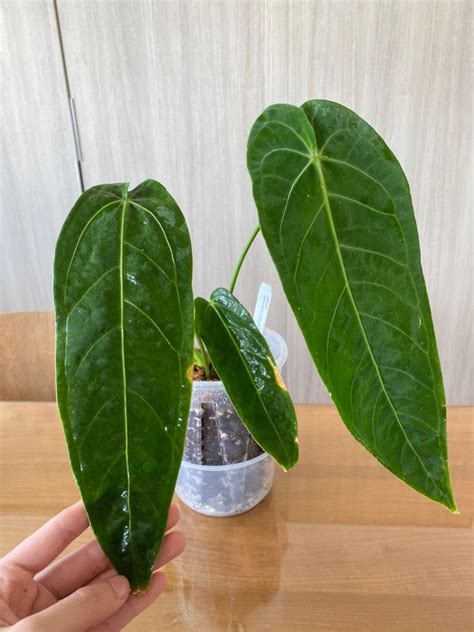 Anthurium Queen Warocqueanum X Waterburyanum Hybrid Furniture Home