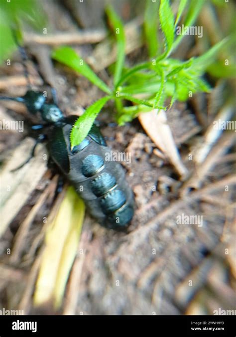 Violet Oil Beetle Meloe Violaceus Stock Photo Alamy