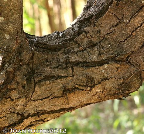 Natures World Of Wonder Black Thorn Acacia Mellifera