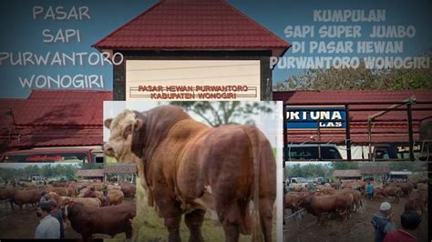 Kumpulan Sapi Qurban Sapi Super Jumbo Di Pasar Sapi Purwantoro Wonogiri