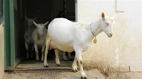 Milk Goat Farming In South Africa