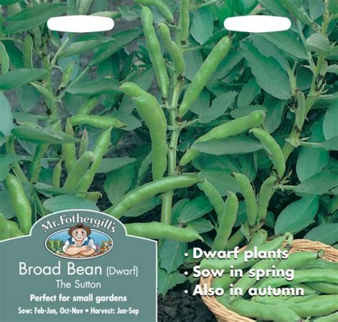 Broad Bean The Sutton Seed Irish Plants Direct