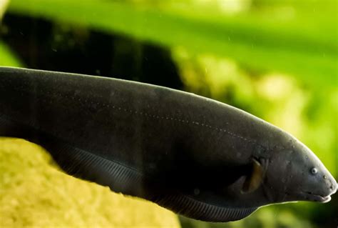 Black Ghost Knifefish Care Guide: All You Need To Know | Fishkeeping World