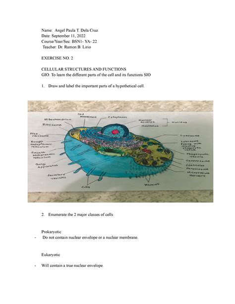 Exercise No Cell Structure And Functions Name Angel Paula T Dela