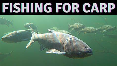 Asian Carp Invasive Species