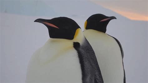 Antarctica S Emperor Penguins At Risk Of Extinction Video Dailymotion