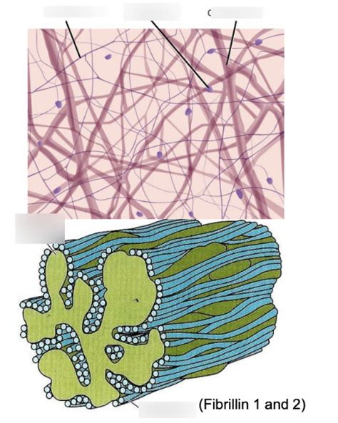 Elastic Fibers Diagram