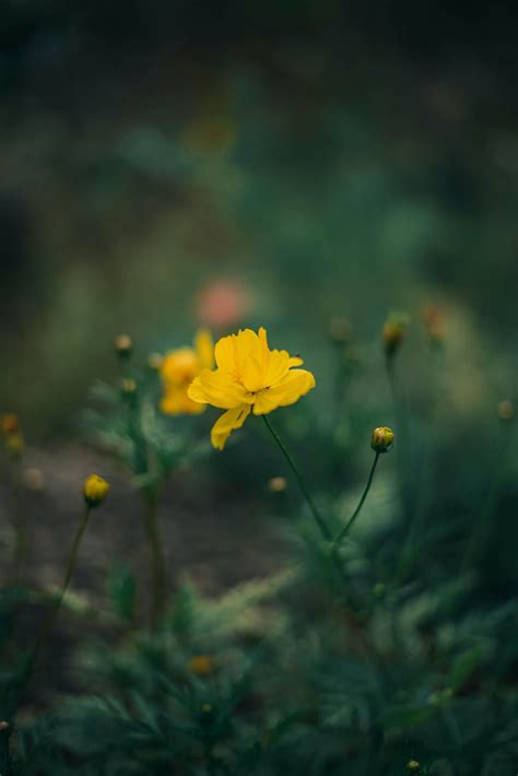 Close-up of Dry Wild Grass and Flowers on a Field · Free Stock Photo