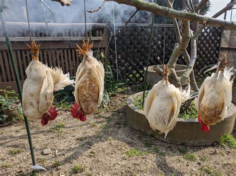 【閲覧注意】初めて鶏をしめた話と猪の丸焼き 島ぐらし、日々