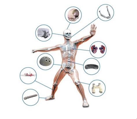 Human Anatomical Models Standard And Custom At ₹ 4000piece Human