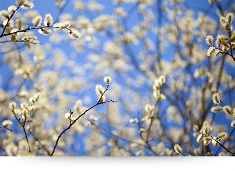 Willow Catkins Flowers - Wall Art, Canvas Print - Paradise Canvas Prints