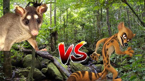 Grumpy Opossum Vs Karl The Fanaloka Youtube