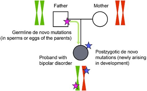 A Schematic Illustration Of The Two Classes Of De Novo Mutations