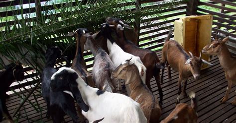 Langkah Mudah Dalam Ternak Kambing Kampung