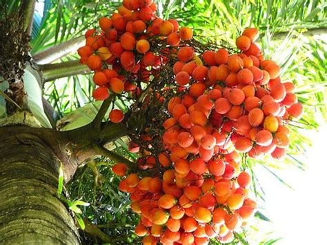 Foxtail Palm 10 Seeds Fresh Wodyetia Bifurcata Big Seeds Etsy