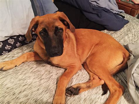 German Shepherd Mixed With Great Dane