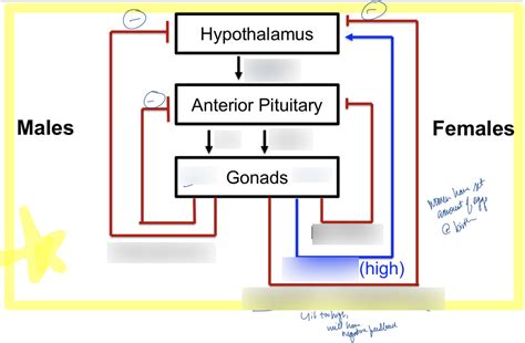 Female & Male Hormone Cascade Diagram | Quizlet
