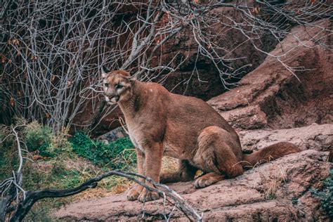 If Colorado voters ban mountain lion hunting, would the feline's ...